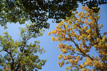 Copas de árboles vistas desde abajo. Hojas de árboles amarillas y verdes con cielo azul de fondo. Tarde de verano.