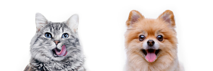 Funny gray kitten and smiling dog on white background. Lovely fluffy cat and puppy of pomeranian...