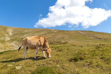 Brown cow in the mountain. Cow in high mountain pasture near Botev peak, Bulgaria.