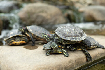 Many water turtles sit on the rock.