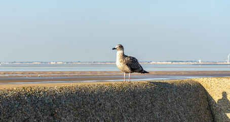 Young Common Gull at the low tide of the Irish Sea