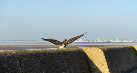 Young Common Gull at the low tide of the Irish Sea