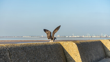 Young Common Gull at the low tide of the Irish Sea