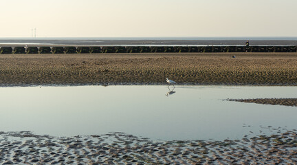 Small white heron at the low tide of the Irish Sea