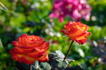 Orange rose flower on a green blur background.
