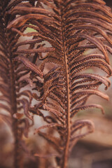 Dry leaves of a fern plant