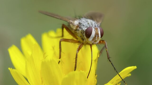 Macro of a fly from the Tachinidae family with a long proboscis, perched on a yellow flower swaying in a light breeze. 