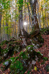 The Irati forest, in the Pyrenees Mountains of Navarra, in Spain, a spectacular beech forest in the month of October