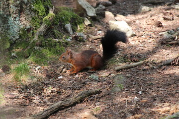 a squirrel in the forest