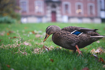 duck in the park