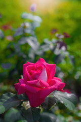 Rose flower on a green blurred background.