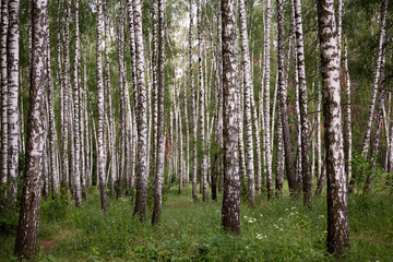 landscape of birch grove
