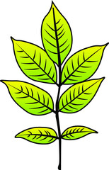 ash leaf vector colour autumn