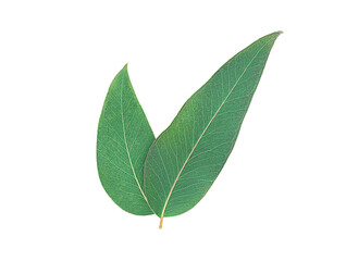 Fototapeta premium Eucalyptus leaves isolated on white surface