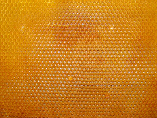Texture of a yellow bee frame from honeycomb for backgrounds