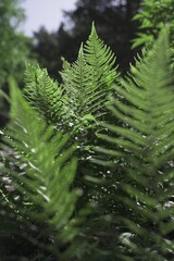 Green fern tree that grows in summer. Fern with green leaves on the natural background. Green is the color of spring and hope. Textured background. Natural jungle forest.