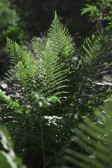 Green fern tree that grows in summer. Fern with green leaves on the natural background. Green is the color of spring and hope. Textured background. Natural jungle forest.