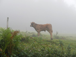cow grazing on the green meadow in the mountains on a foggy day
