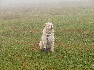 A photo of a cute brown fluffy shepherd type dog with a red harness looking curiously at a mountain scene