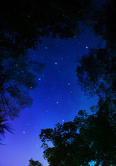 森から見上げる星空、創造アート