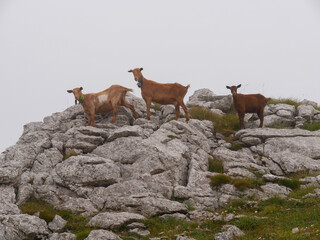 goats in the rocky mountains in spain with a foggy day