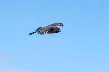 Pomarine Jaeger (Stercorarius pomarinus) in Barents Sea coastal area, Russia