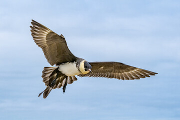 Pomarine Jaeger (Stercorarius pomarinus) in Barents Sea coastal area, Russia