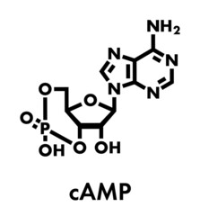 Cyclic adenosine monophosphate (cAMP) second messenger molecule. Plays role in intracellular signal transduction. Skeletal formula.