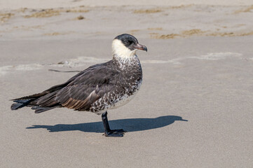 Pomarine Jaeger (Stercorarius pomarinus) in Barents Sea coastal area, Russia