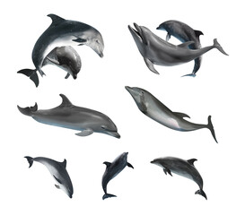 Beautiful grey bottlenose dolphins on white background, collage