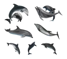 Foto op Canvas Beautiful grey bottlenose dolphins on white background, collage © New Africa