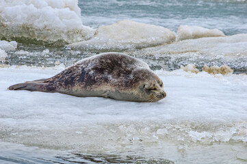 Ringed Seal (Pusa hispida) in Barents Sea coastal area, Russia