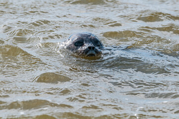 Ringed Seal (Pusa hispida) in Barents Sea coastal area, Russia