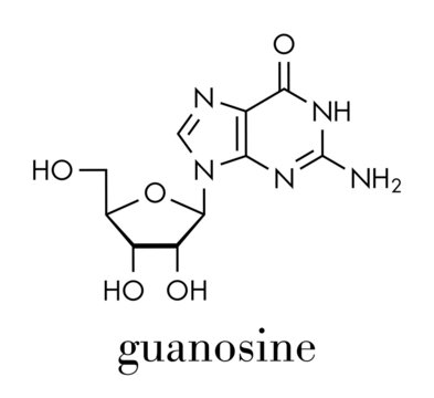 Guanosine purine nucleoside molecule. Important component of GTP, GDP, cGMP, GMP and RNA. Skeletal formula.