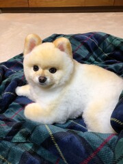 white pomeranian puppy