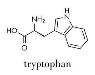 Tryptophan (l-tryptophan, Trp, W) amino acid molecule. Skeletal formula.