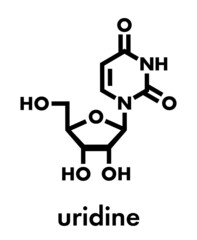 Uridine nucleoside molecule. Building block of RNA. Skeletal formula.