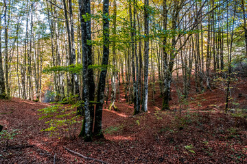 The Irati forest, in the Pyrenees Mountains of Navarra, in Spain, a spectacular beech forest in the...