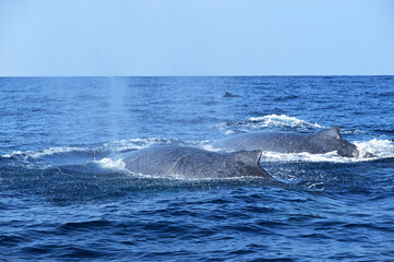 Obraz premium ブローをあげ呼吸する久米島のザトウクジラ