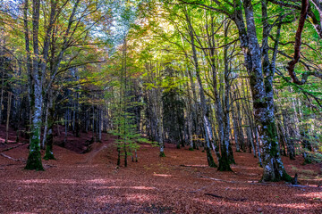The Irati forest, in the Pyrenees Mountains of Navarra, in Spain, a spectacular beech forest in the...