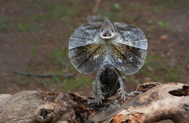 Hydrosaurus amboinensis (Amboina sail-finned lizard&nbsp;) only found in Ambon Island - Indonesia.