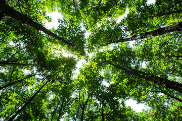 Green forest tree foliage in summer sun glowing through leaves