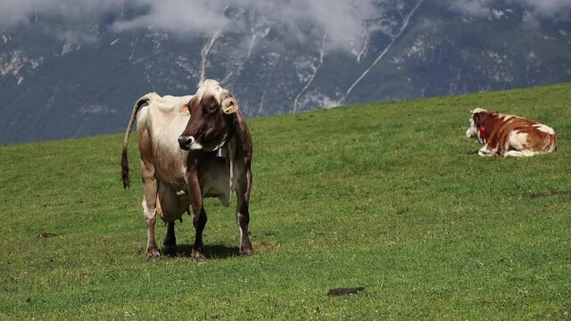 Beautiful Cow (Bos Taurus) with Mountain View in Tyrol. Domestic Cattle Outdoors. Ruminant in Austria Nature.