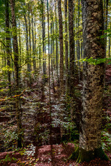 Obraz premium The Irati forest, in the Pyrenees Mountains of Navarra, in Spain, a spectacular beech forest in the month of October