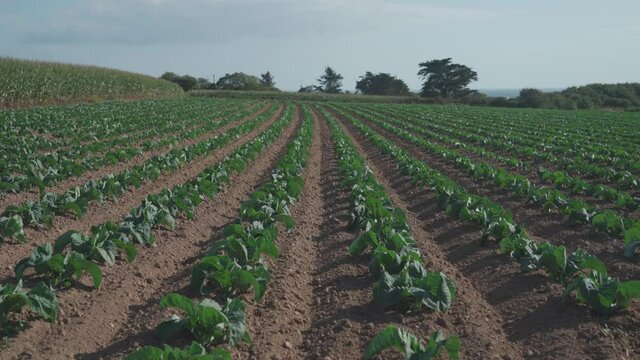Cabbage cultivated fields in Bretagne in French countryside. View of a green cabbage patch field in Brittany, France. White cabbage, cabbage field, vegetable. Brassica oleracea var. capitata f. alba.