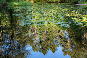 flowers in the water