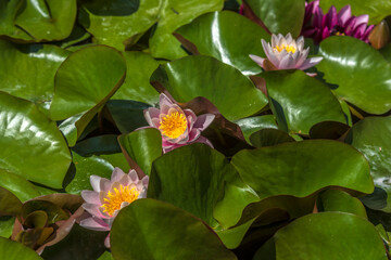lilies in the pond of the botanical garden