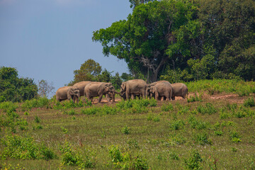 Fototapeta na wymiar A herd of elephants adults and cubs eating minerals in the soil in the nature at Khaoyai national
