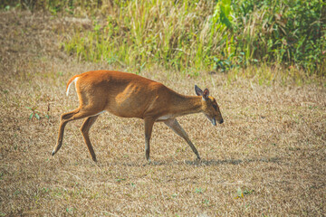 Deer Khao Yai