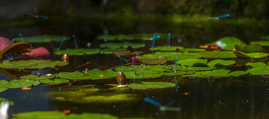 lilies in the pond of the botanical garden